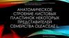 Анатомическое строение листовых пластинок некоторых представителей семейства Oleaceae L