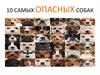 10 самых опасных собак