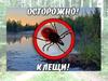 Осторожно клещи
