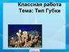Тип Губки