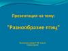 Разнообразие птиц
