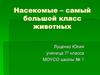 Насекомые – самый большой класс животных