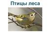 Птицы леса