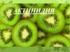 Актинидия. Особенности