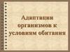 Адаптации организмов к условиям обитания