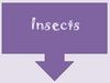 Insects