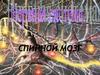 Строение спинного мозга