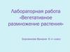Вегетативное размножение растения