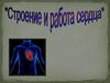 Строение и работа сердца