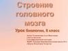 Строение головного мозга
