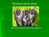 Путевка в жизнь щенка