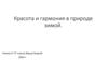 Красота и гармония в природе зимой.  6 класс
