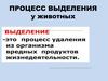 Процесс выделения у животных
