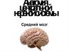 Анатомия центральной нервной системы. Средний мозг