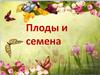 Плоды и семена