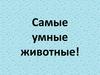 Самые умные животные!
