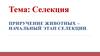 Селекция. Приручение животных