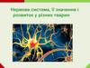 Нервова система, її значення і розвиток у різних тварин