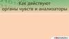 Органы чувств и анализаторы