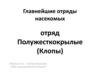 Насекомые. Отряд полужесткокрылые (клопы)