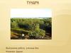 Тундра