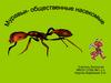 Общественные насекомые муравьи