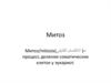 Митоз. Деление клеток организма