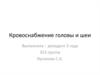 Кровоснабжение головы и шеи