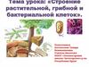 Строение растительной, грибной и бактериальной клеток