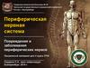 Патология периферических нервов