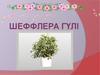 Шеффлера гүлі