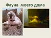 Фауна моего дома