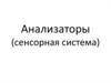 Анализаторы (сенсорная система)