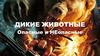 Дикие животные опасные и неопасные