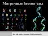 Матричные биосинтезы