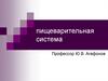 Пищеварительная система. Общий план строения стенки пишеварительной трубки