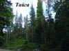 Тайга