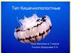 Тип Кишечнополостные.  7 класс
