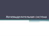 Мочевыделительная система