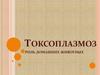 Токсоплазмоз. Роль домашних животных