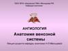 Анатомия венозной системы