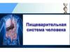Пищеварительная система человека