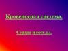 Кровеносная система человека. Сердце и сосуды