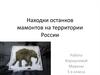 Находки останков мамонтов на территории России