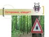 Осторожно, клещи