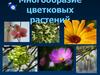 Многообразие цветковых растений