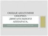 Общая анатомия опорно-двигательного аппарата