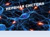 Нервная система
