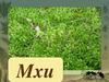Мхи