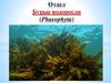 Отдел Бурые водоросли (Phaeophyta)